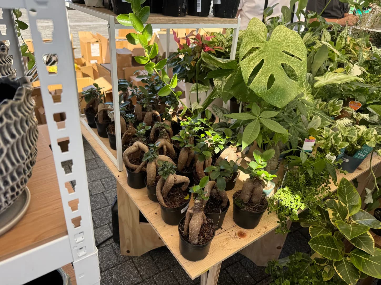 観葉植物とガジュマルが棚いっぱいに。