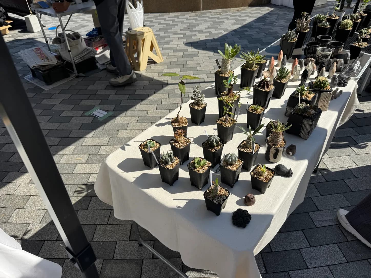 アガベなどの多肉植物が並ぶテーブル。